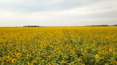 4k hava. Sarı çiçek Ayçiçeği tarlası uçmak. Yavaş hareket, düşük yüksekliği