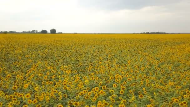 4K Aerial. Survolez le champ de tournesols jaunes en fleurs. Mouvement lent 