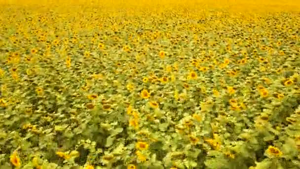 4K Aerial. Survolez un champ agricole de tournesols jaunes. Mouvement lent 