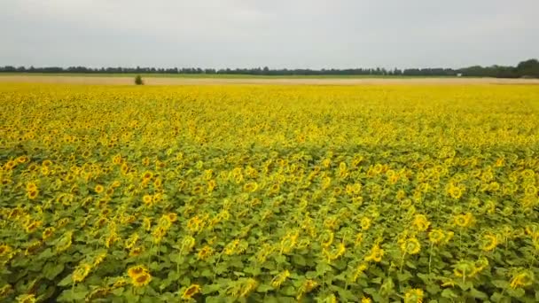 天线飞越开花的黄色向日葵领域 慢动作 — 图库视频影像