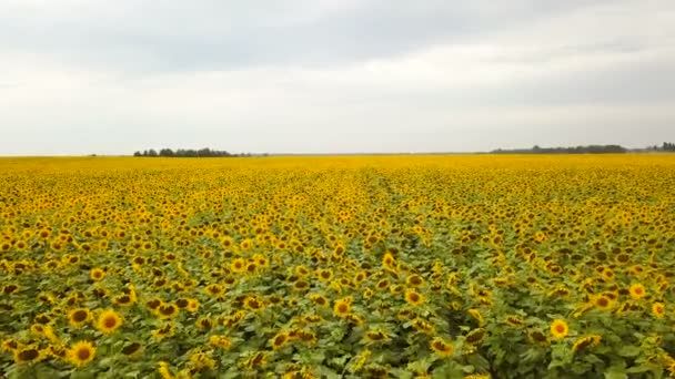 4K Aerial. Survolez le champ de tournesols jaunes en fleurs. Mouvement lent, faible hauteur 