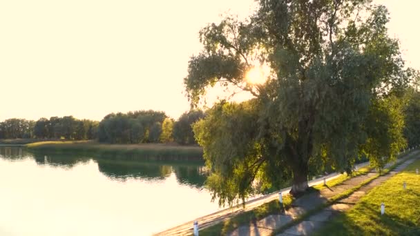 Aerial Luz Sol Através Ramos Árvore Solitária Perto Lago — Vídeo de Stock