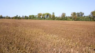 4k hava. Ayçiçeği kuru tarım alanı uçmak.