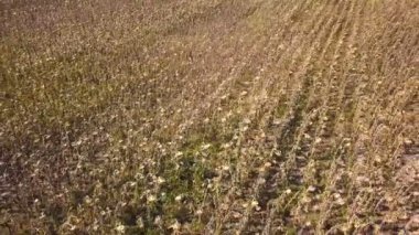 4k hava. Ayçiçeği kuru tarım alanı uçmak. Arka sinek