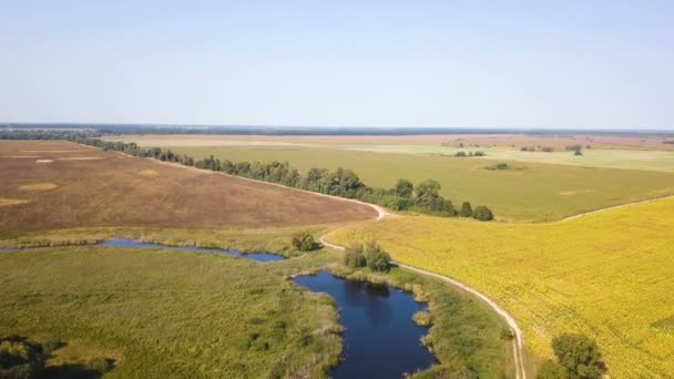 Letecké Letět Nad Zemědělské Pole Samotné Stromy Žluté Slunečnice Jezero — Stock video