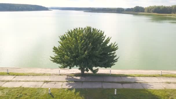 Letecké Osamělý Strom Poblíž Jezera — Stock video