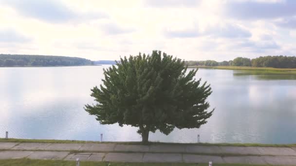 Aérea Vuelo Lento Sobre Árbol Solitario Cerca Del Lago — Vídeos de Stock