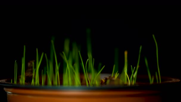 Crecimiento Hierba Verde Fresca Time Lapse Salida Raw Macro Shoot — Vídeo de stock