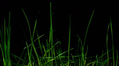           4k. taze yeşil çim ölür veya kuru. Zaman atlamalı, RAW çıkış, makro çekimi, siyah arka plan