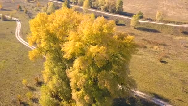 Κεραία Πάνω Από Κίτρινα Δέντρα Αγροτικό Χωράφι Πίσω Μύγα — Αρχείο Βίντεο