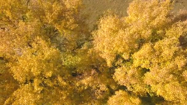 Aerial Para Cima Sobre Coroa Árvore Amarela Campo — Vídeo de Stock