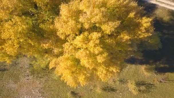 Aérea Arriba Sobre Corona Amarilla Del Árbol Campo Tiempo Del — Vídeos de Stock