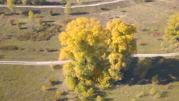 Antenne Fliegenheck Mit Kamera Über Gelben Baum Feld — Stockvideo