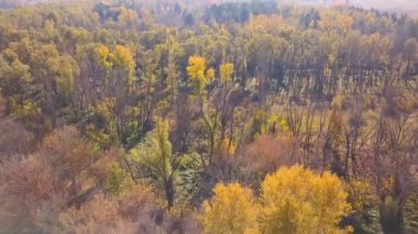    4k anten. Arazinin üzerinde sarı ağaçlar ile kırsal manzara üzerinde. Sonbahar zamanı