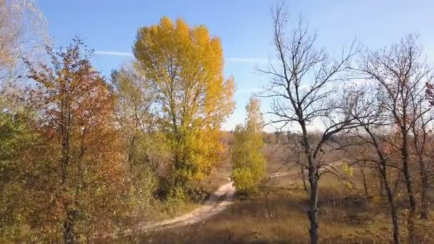 Aérea Arriba Sobre Paisaje Rural Con Árboles Amarillos Campo — Vídeo de stock