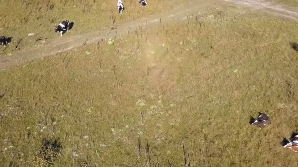 Κεραία Πάνω Από Αγροτικό Τοπίο Βοσκοτόπια Αγελάδων — Αρχείο Βίντεο