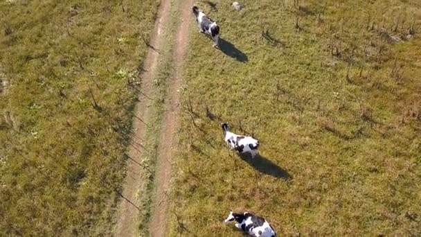 Κεραία Πάνω Από Αγροτικό Τοπίο Βοσκοτόπια Αγελάδων — Αρχείο Βίντεο