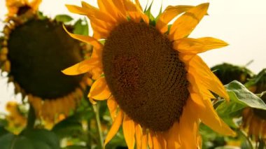 Yaz parlak ayçiçeği alanı. Sabit çekim, yakın çekim sahnesi