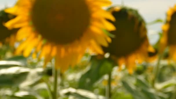 Campo Girasoles Disparo Constante Escena Cerca — Vídeo de stock