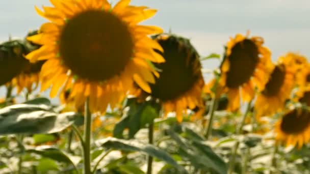 Campo Girasoles Brillante Verano Disparo Constante Escena Cerca — Vídeo de stock