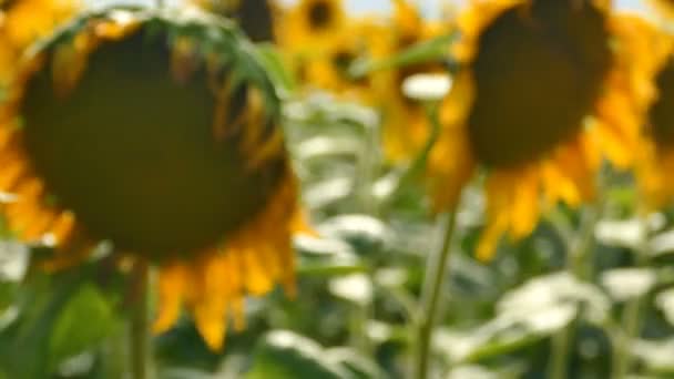 Summer Bright Yellow Sunflowers Steady Shot Close Scene — Stock Video