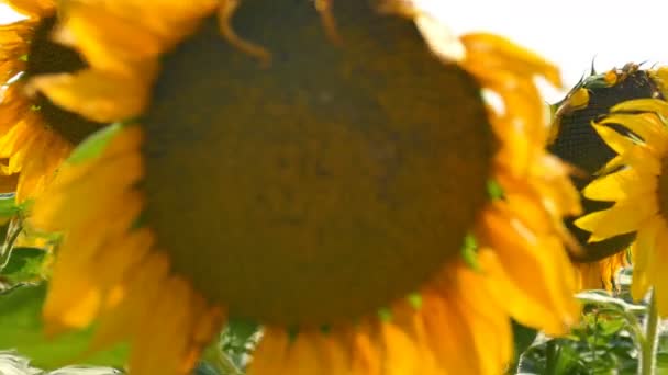 Sommer Leuchtend Gelbe Sonnenblumen Steter Schuss Landwirtschaftliches Feld — Stockvideo