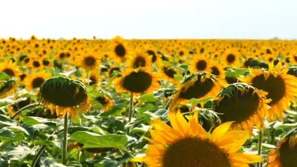 Sommer Leuchtend Gelbe Sonnenblumen Steter Schuss Landwirtschaftliches Feld — Stockvideo