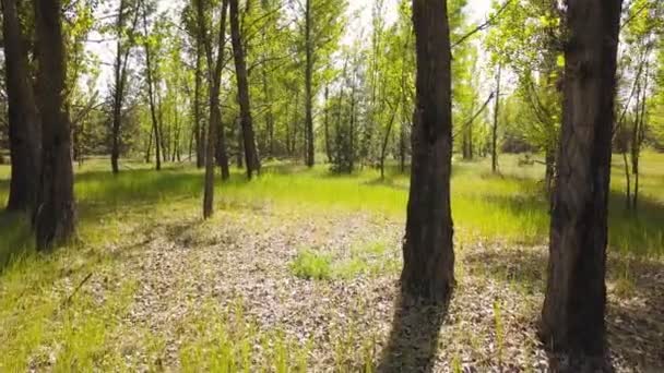 Antenne Fliegen Holz Bäume Mit Grünen Blättern Niedrige Höhe — Stockvideo