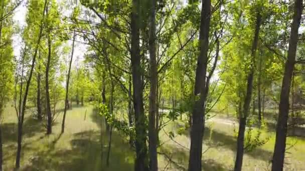 Aerial Fly Wood Trees Green Leaves Landscape — Stock Video