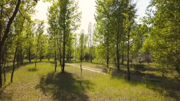4K Aerial. Vol lent à l'intérieur du bois. Au-dessus des arbres aux feuilles vertes, paysage 