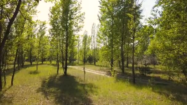 Aerial Lento Volare Dentro Legno Sopra Gli Alberi Con Foglie — Video Stock