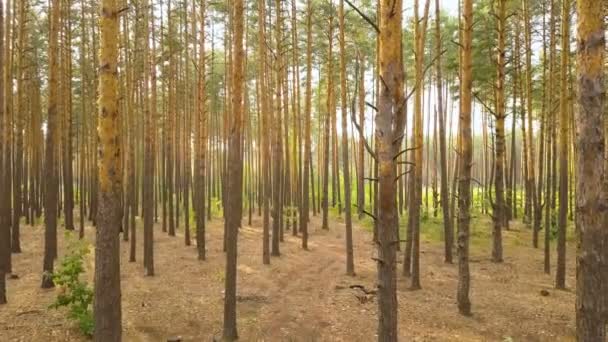 Hava Güneş Işığı Ile Çam Ağacı Içinde Sinek Ağaçların Gövdeleri — Stok video
