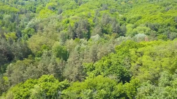 Anténa Leť Přes Zelené Dřevo Stromy Zelenými Listy — Stock video