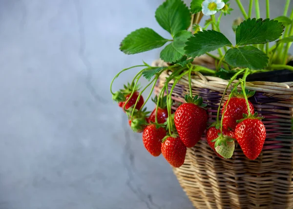 Gri beton bir masada sepetteki çilek çalısı. Mesaja karşılık dantel. Çilek mahsulü yetiştir. Kırmızı çilek, yapraklar, çiçek. Tencerede büyüyeceksin. Bir dalda böğürtlen. Olgun meyveler.