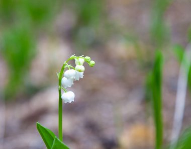 Ormandaki vadi zambakları. Kokulu küçük beyaz çiçekler. Vadi zambağı doğal koşullarda renk ve yaprak verir. Çiçek açan, narin bir tomurcuk.