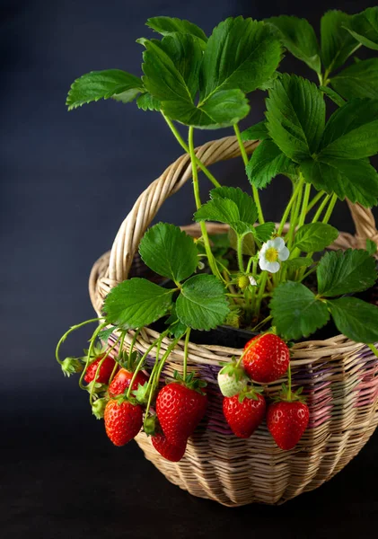 Siyah bir arka planda sepetteki çilek çalısı. Mesaj için yer var. Çilek mahsulü yetiştir. Kırmızı çilek, yapraklar, çiçek. Tencerede büyüyeceksin. Bir dalda böğürtlen, durgun hayat.