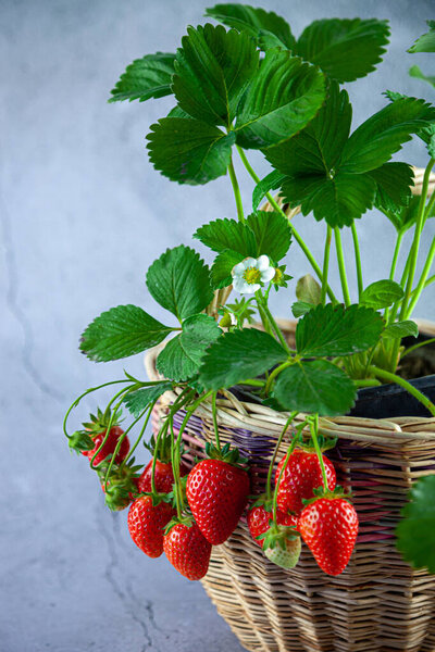 Strawberry bush in a basket on a gray concrete table. lace for text. Grow strawberry crop. Red berry strawberry, leaves, flower. Grow at home in a pot. Berries on a branch. Ripe fruits.