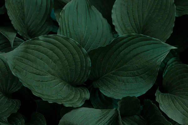 플랜트 자연광 식물의 — 스톡 사진