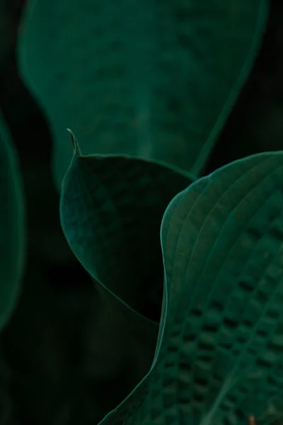 Hosta Anläggning Gröna Blad Naturlig Grön Bakgrund Stora Blad Trädgårdsväxt — Stockfoto