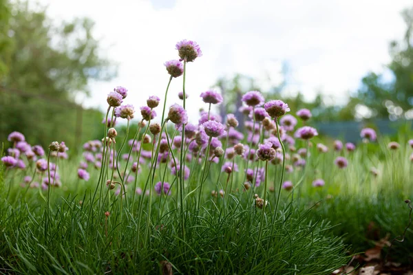 Bahçede Mor Çiçekler Soğan Soğan Latince Allium Schoenoprasum Allium Schoenoprasum — Stok fotoğraf