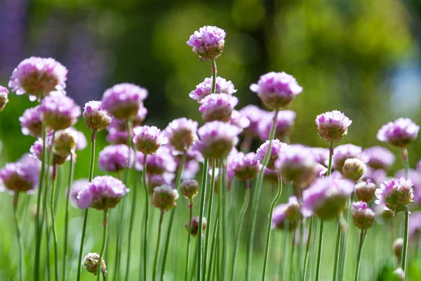 Fioletowe Kwiaty Ogrodzie Cebula Lub Szczypiorek Jest Wieloletnia Roślina Zielna — Zdjęcie stockowe
