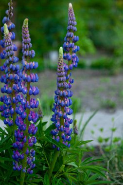 Çiçek açan makro lupin çiçeği. Lupinus, mor ve mavi çiçekli lupin tarlası. Bir grup lupin yaz çiçeği arka planı. Lupin tarlası. Mor bahar ve yaz çiçekleri.
