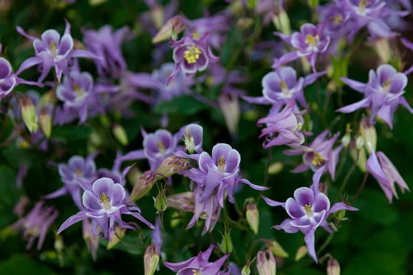 夏天美丽的花园花朵 水仙花蓝色 粉红色 紫色芽 也被称为鹰或集水 兰科多年生草本植物属 自然背景 — 图库照片