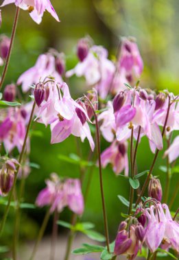 Yazın güzel bir bahçe çiçeği. Aquilegia mavisi, pembe, mor tomurcuk. Aynı zamanda kartal ya da yakalayıcı olarak da bilinir. Ranunculaceae familyasının daimi bitki cinsi. Doğal arkaplan.