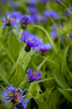 Bahçede mavi çiçekler var. Çiçek tarlasında bir çiçek. Yaz kır çiçeği. Çiçek açan güzel kır çiçekleri. Çiçekler..