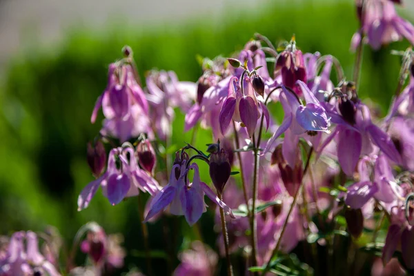Hermosa Flor Del Jardín Verano Aquilegia Brote Azul Rosa Púrpura —  Fotos de Stock