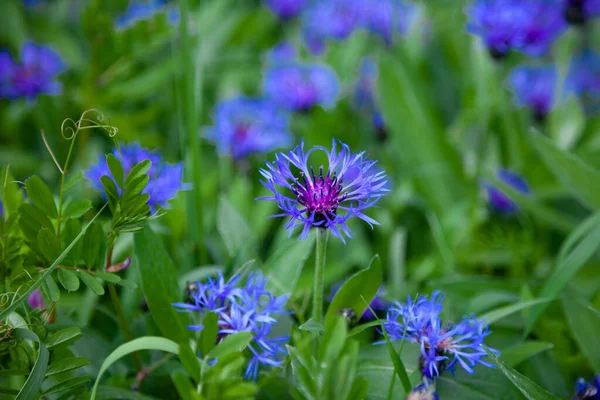 Blue Flowers Cornflowers Garden Cornflower Flowerbed Summer Wildflower Field Flowering — Stock Photo, Image