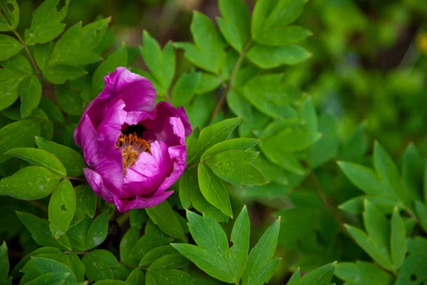 Summer flower. Bush of peonies in the garden. Beautiful dark pink buds of summer flowers. Peony flower Bordeaux color.