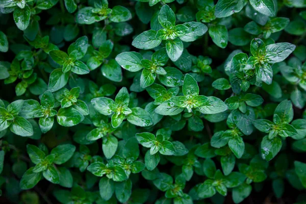 Sfondo Verde Menta Foglia Menta Piperita Cresce Giardino Aiuola Utilizzata — Foto Stock