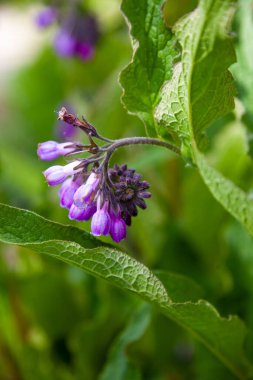 Mavi çiçeğin mavi tomurcuğu. İlaç fabrikası Larkweed Comfrey. S mphytum, Ormangiller (Borachnic) familyasından bir bitki türü. Yeşil yaprak. Doğal arka plan. Çiçekler..